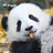 欹妙