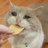 锦葵