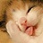 阿猫