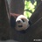 柠檬树下