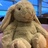 兔🐰