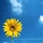 flowering