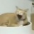 流泪猫猫头