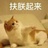 在养猫的路上