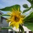 Barlow_Lee