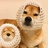 柴犬百科