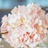 棉花糖🌸