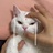 猫猫头
