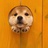 雷克雅未克