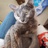 不爱吃鱼的猫77