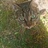 ashelif