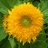 sunny