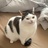 阿猫