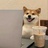 卡鹅斯