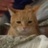 没礼猫