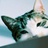 狸小猩