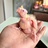 春笋