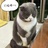 瞌睡猫哇