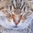 风风猫