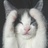 猫咪