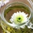 菊花茶