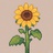 太陽果Sunnut
