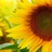 Sunny