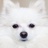 huskyz
