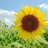 sunflower_du