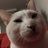 猫躲起来总是好