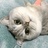 鱼猫