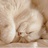 lazycat