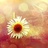sunny