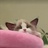 杞彤