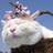 猪