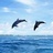 Delphin