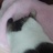 素清音