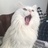 韩小韩
