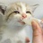 ′骄傲的猫大人