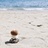 水母是海裡的菇
