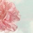 蕊蕊