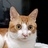 猫猫带球过人
