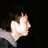 2dearMo