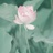 芦茜lucy