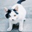 Mr.Kou