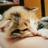 流浪の猫小娃