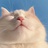 猫豆豆的🐱