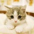 乔伊