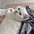 猫猫M烦恼
