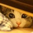 kiki .cat